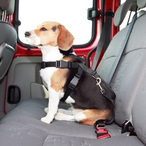 Blancheporte Bezpečností postroj s pásy pro psy černá